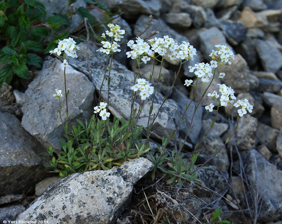 Image of Schivereckia podolica specimen.