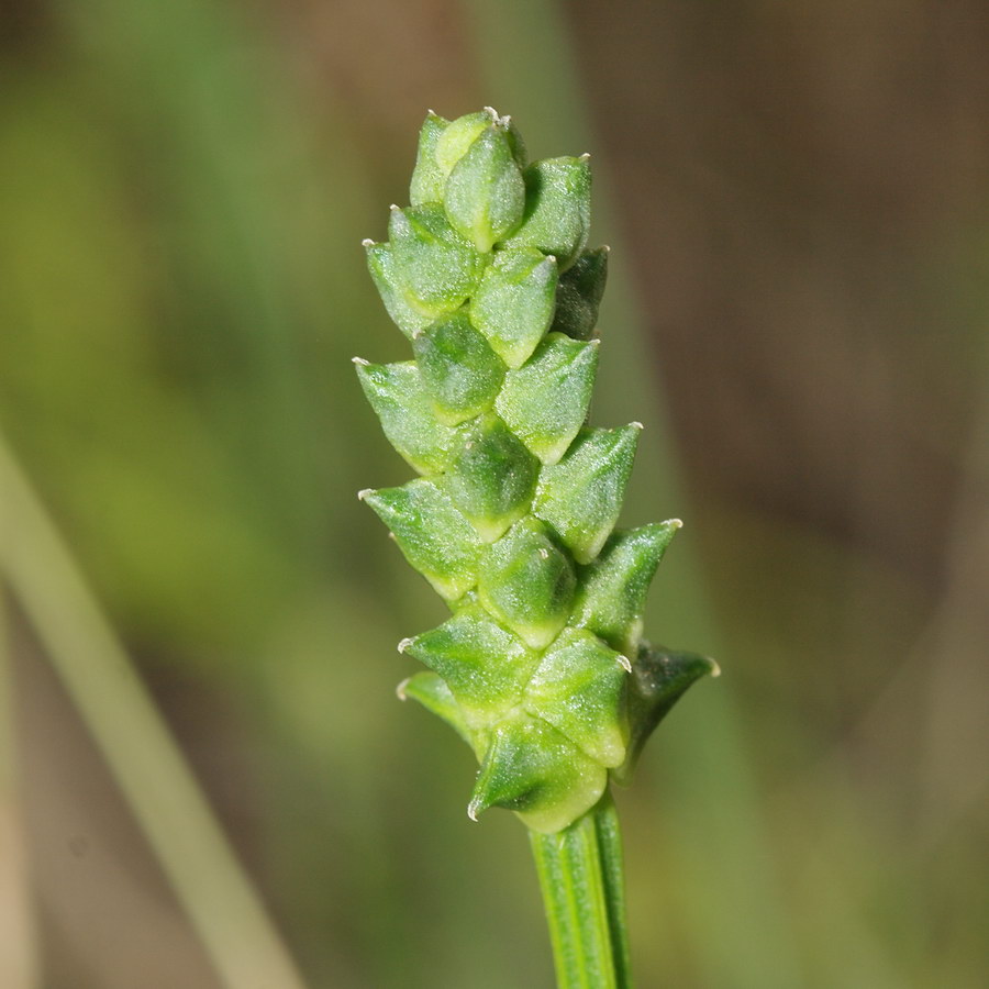 Image of Adonis parviflora specimen.