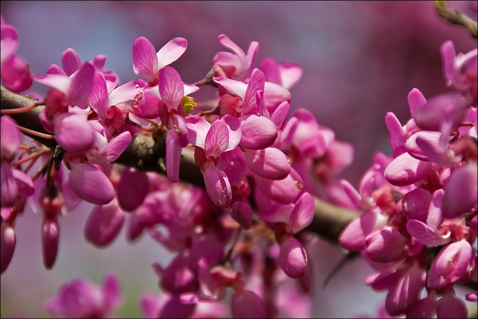 Image of Cercis siliquastrum specimen.