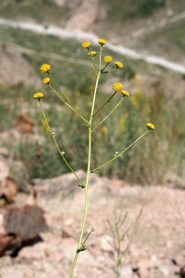 Image of Tanacetopsis submarginata specimen.