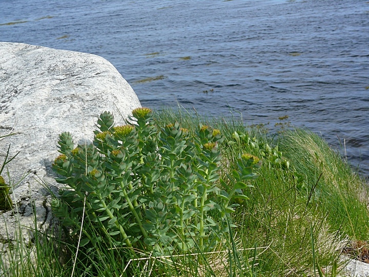 Image of Rhodiola rosea specimen.