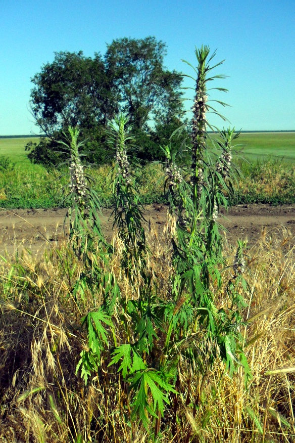 Изображение особи Leonurus glaucescens.