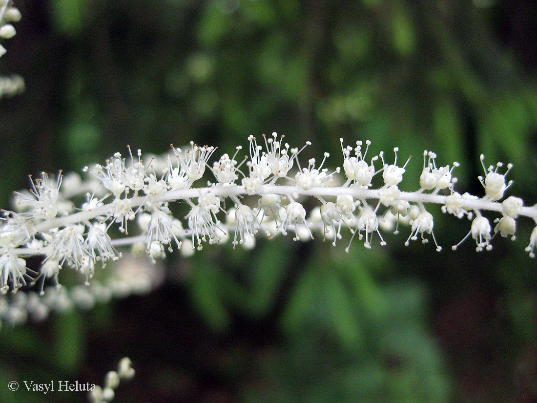 Image of Aruncus sylvestris specimen.