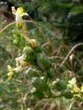 Linaria vulgaris