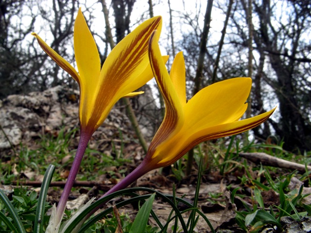 Изображение особи Crocus angustifolius.