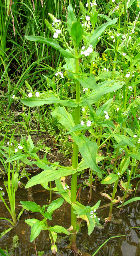 Image of Veronica anagallis-aquatica specimen.