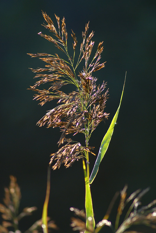 Изображение особи Phragmites australis.