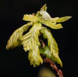 Quercus robur