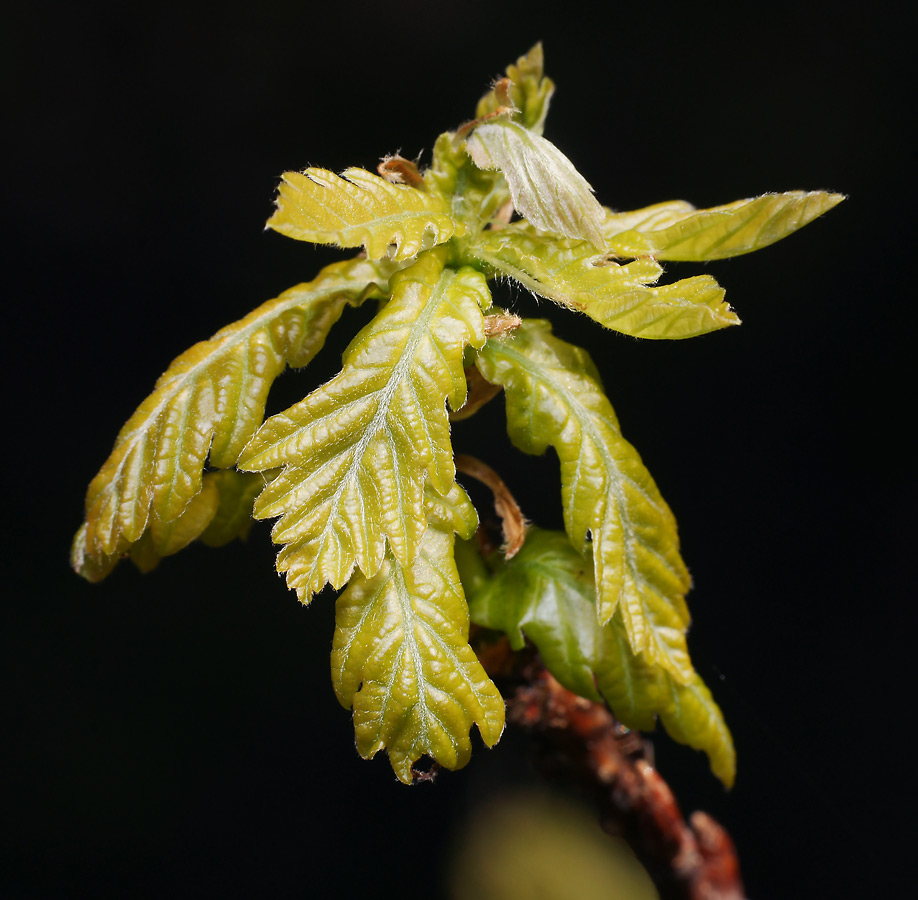 Image of Quercus robur specimen.