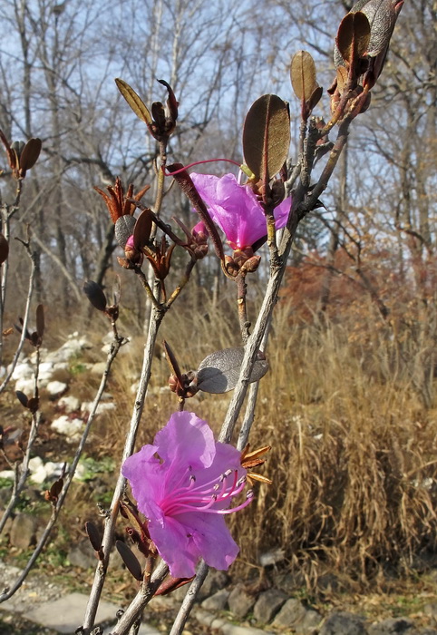 Image of Rhododendron sichotense specimen.