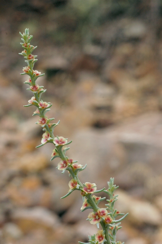 Image of Salsola rosacea specimen.