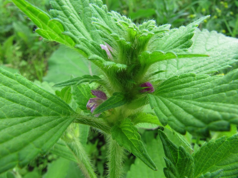 Image of genus Galeopsis specimen.