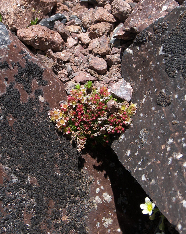 Изображение особи Sedum tenellum.