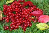 Viburnum opulus. Зрелые плоды. Московская обл., Раменский р-н, окр. дер. Хрипань, дачный участок. 28.09.2007.