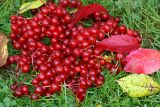 Viburnum opulus