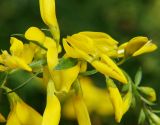 Genista tinctoria