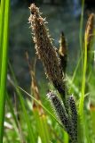 Carex acuta. Верхушка побега с мужским (вверху) и женскими (внизу) соцветиями. Киев, берег Святошинского озера. 4 мая 2009 г.