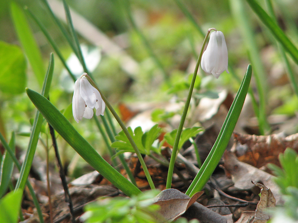 Изображение особи Scilla siberica.