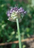 Allium stipitatum