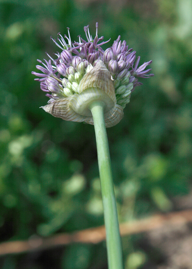 Изображение особи Allium stipitatum.