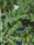 Nonea echioides