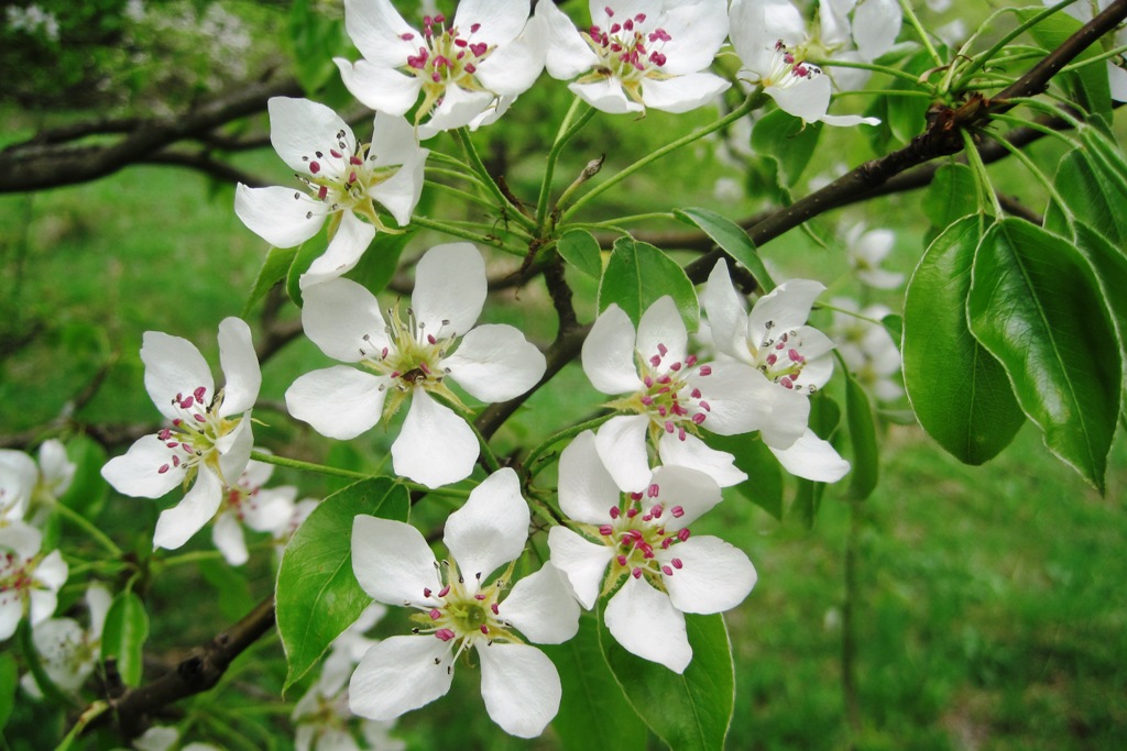 Изображение особи Pyrus caucasica.