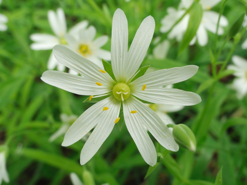 Image of Stellaria holostea specimen.