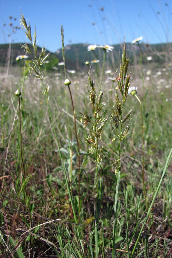 Image of Helictotrichon compressum specimen.