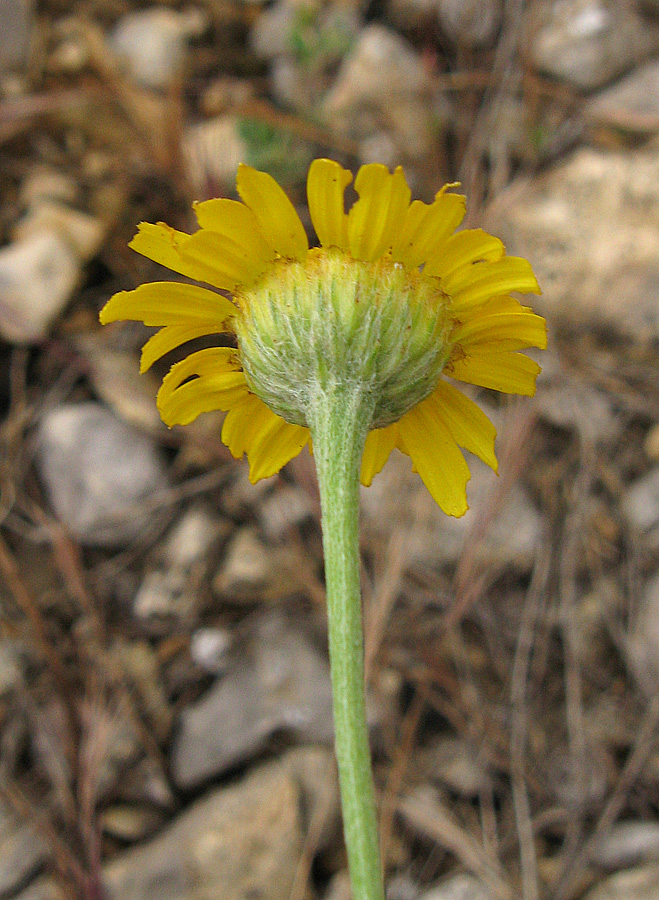 Изображение особи Anthemis tinctoria.