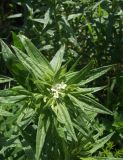 Смотреть изображение Lithospermum officinale