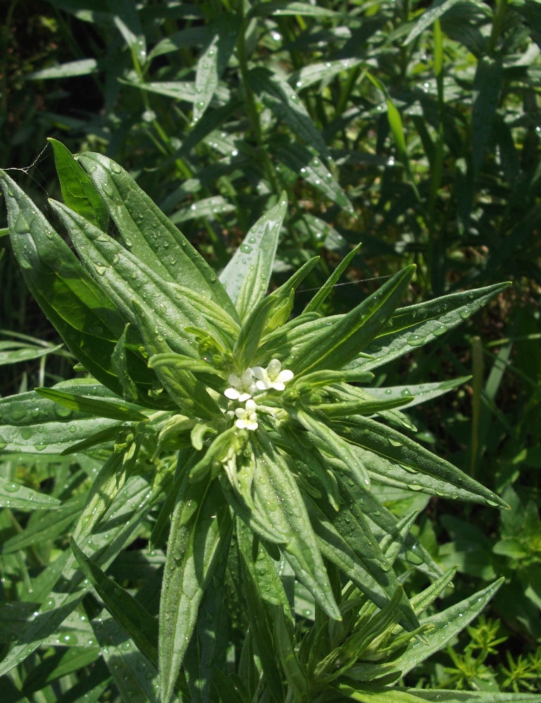 Изображение особи Lithospermum officinale.