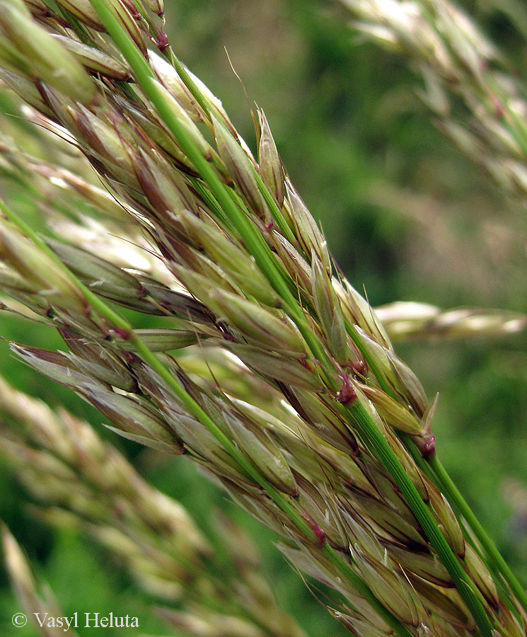 Image of Arrhenatherum elatius specimen.