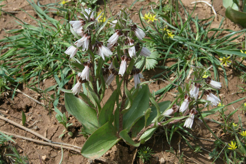 Изображение особи Rhinopetalum stenantherum.