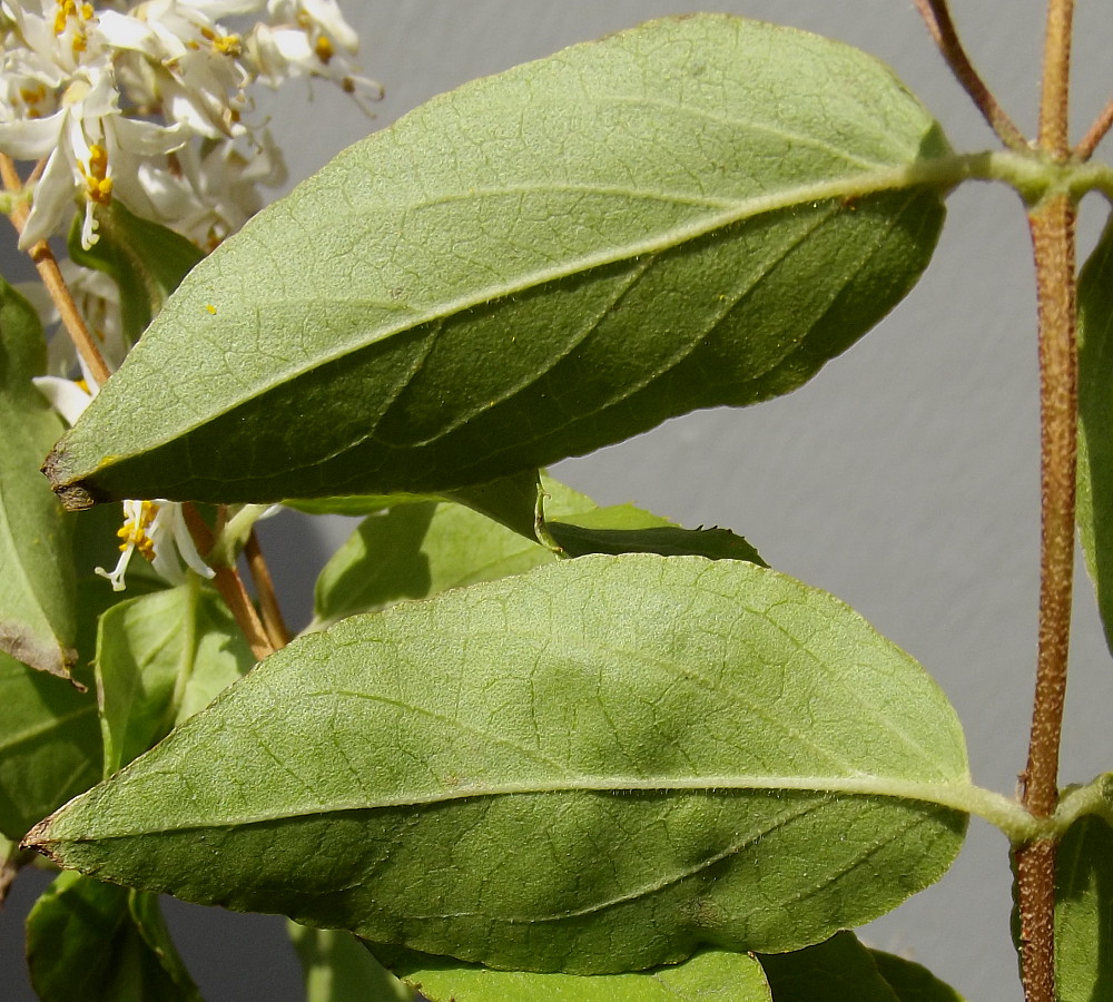 Изображение особи Deutzia &times; carnea.