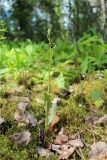 Ophrys insectifera