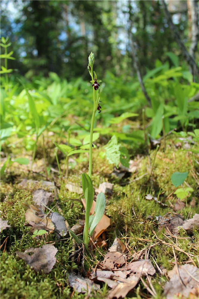 Изображение особи Ophrys insectifera.