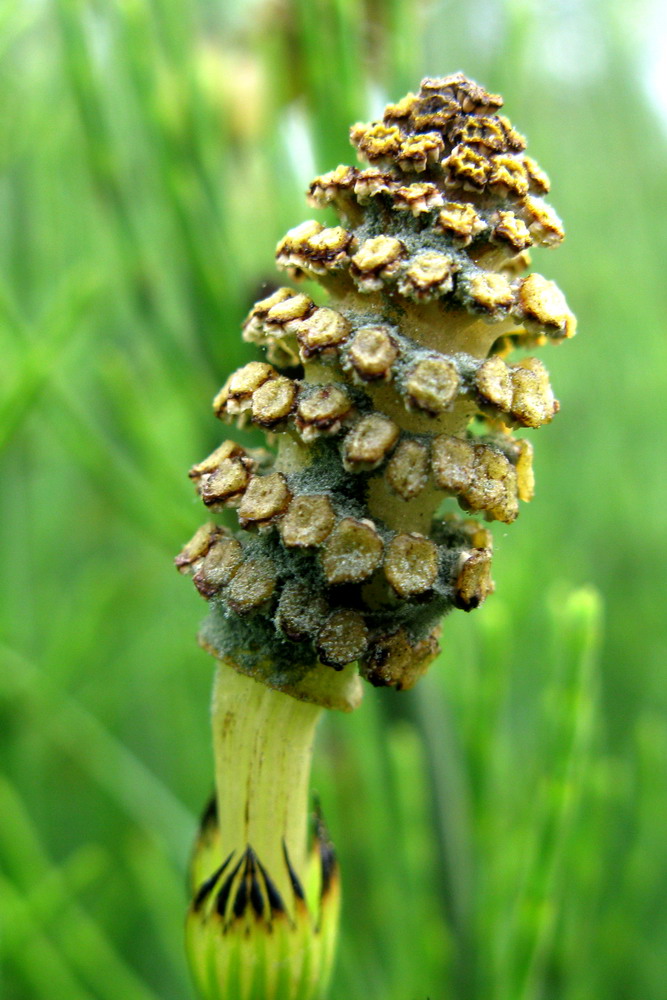 Изображение особи Equisetum fluviatile.