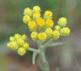 Helichrysum arenarium. Соцветие. Московская обл., Шатурский р-н, окр. пос. Туголесский Бор. 10.07.2012.