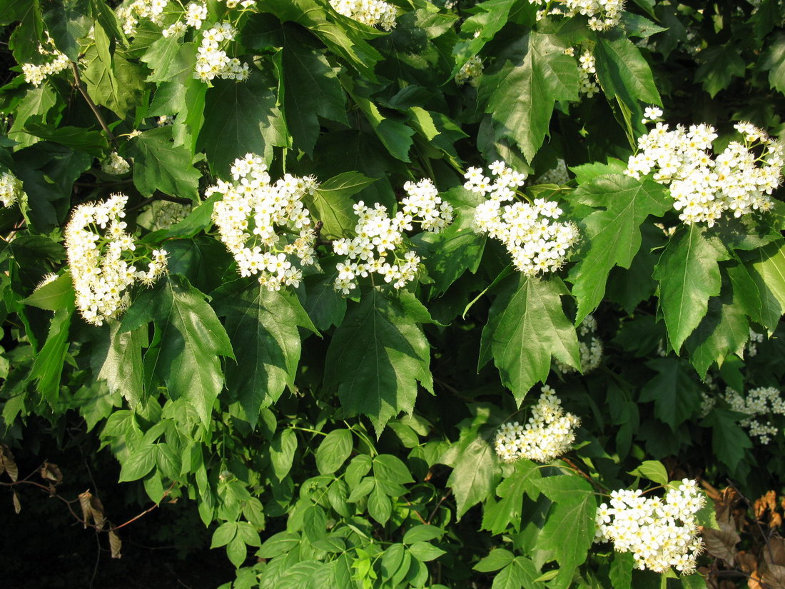 Image of Sorbus torminalis specimen.