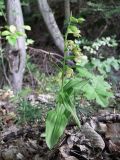 Epipactis albensis