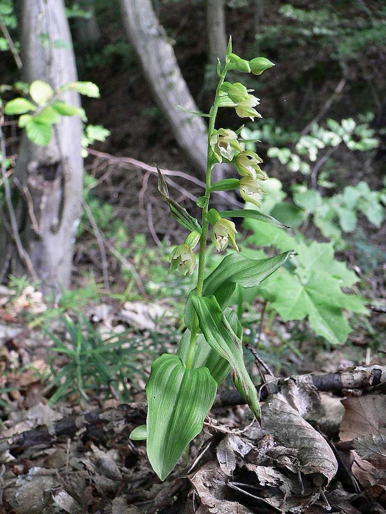 Image of Epipactis albensis specimen.