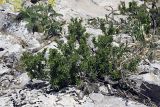 Cerasus tianshanica. Отцветающее растение. Южный Казахстан, хр. Боролдайтау, гора Нурбай; высота 1050 м н.у.м. 23.04.2012.