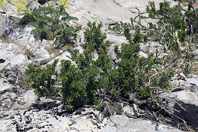 Image of Cerasus tianshanica specimen.