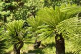 Cycas revoluta. Культивируемые растения. Сочи, дендрарий. 13.06.2008.