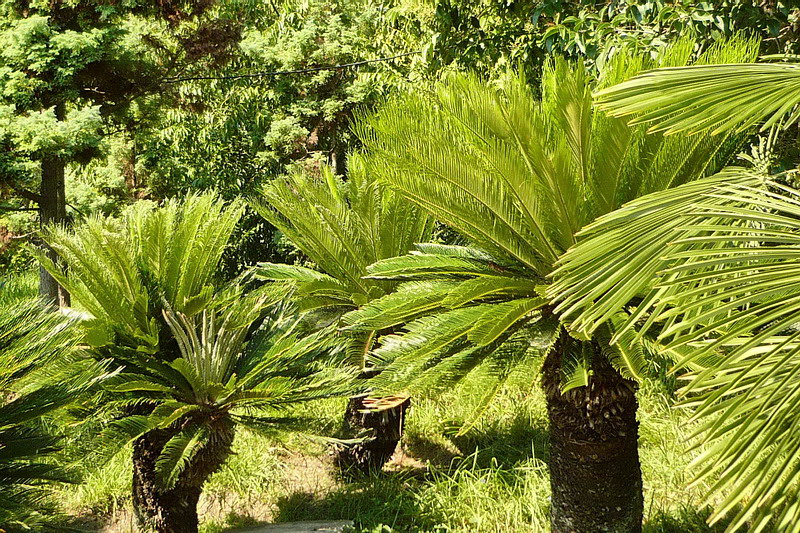 Изображение особи Cycas revoluta.