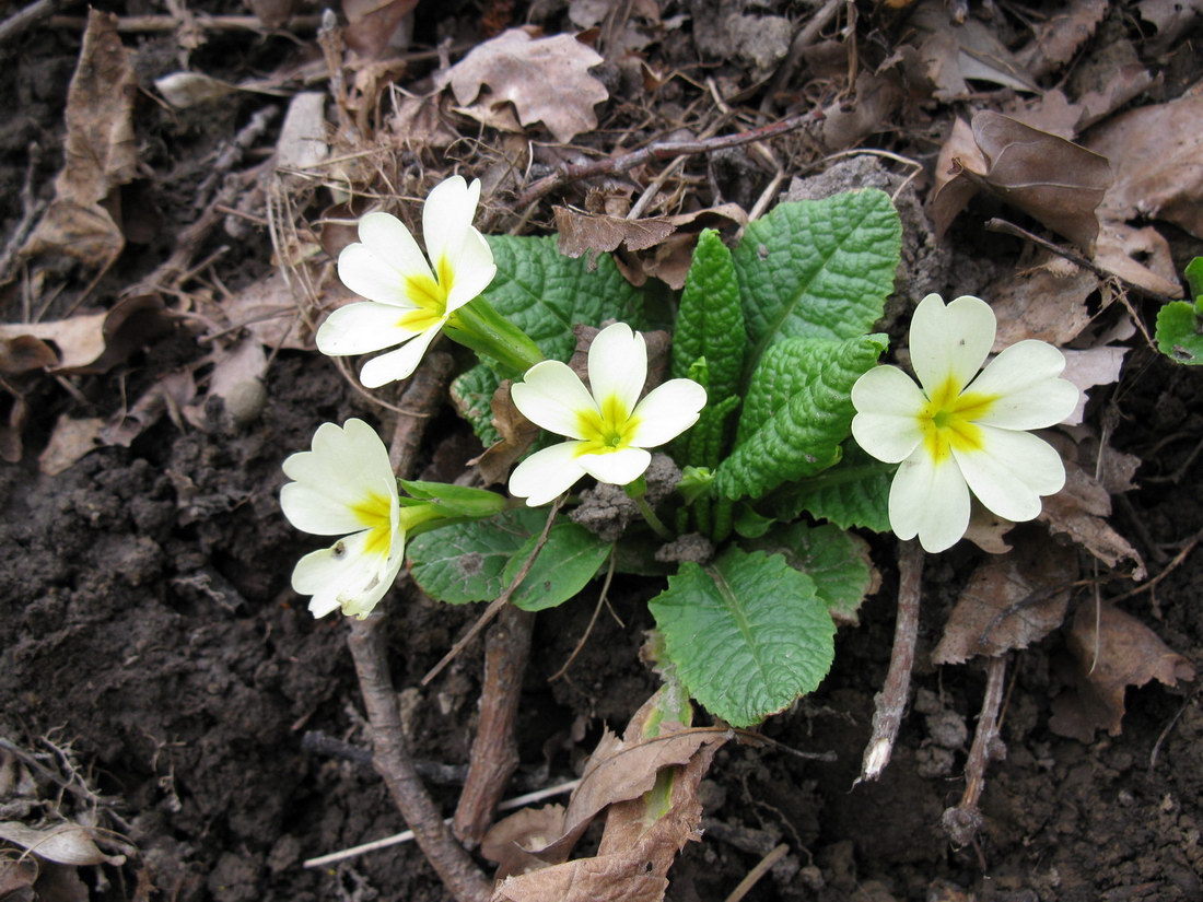 Изображение особи Primula vulgaris.