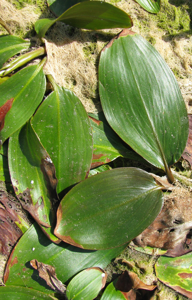 Image of Potamogeton nodosus specimen.