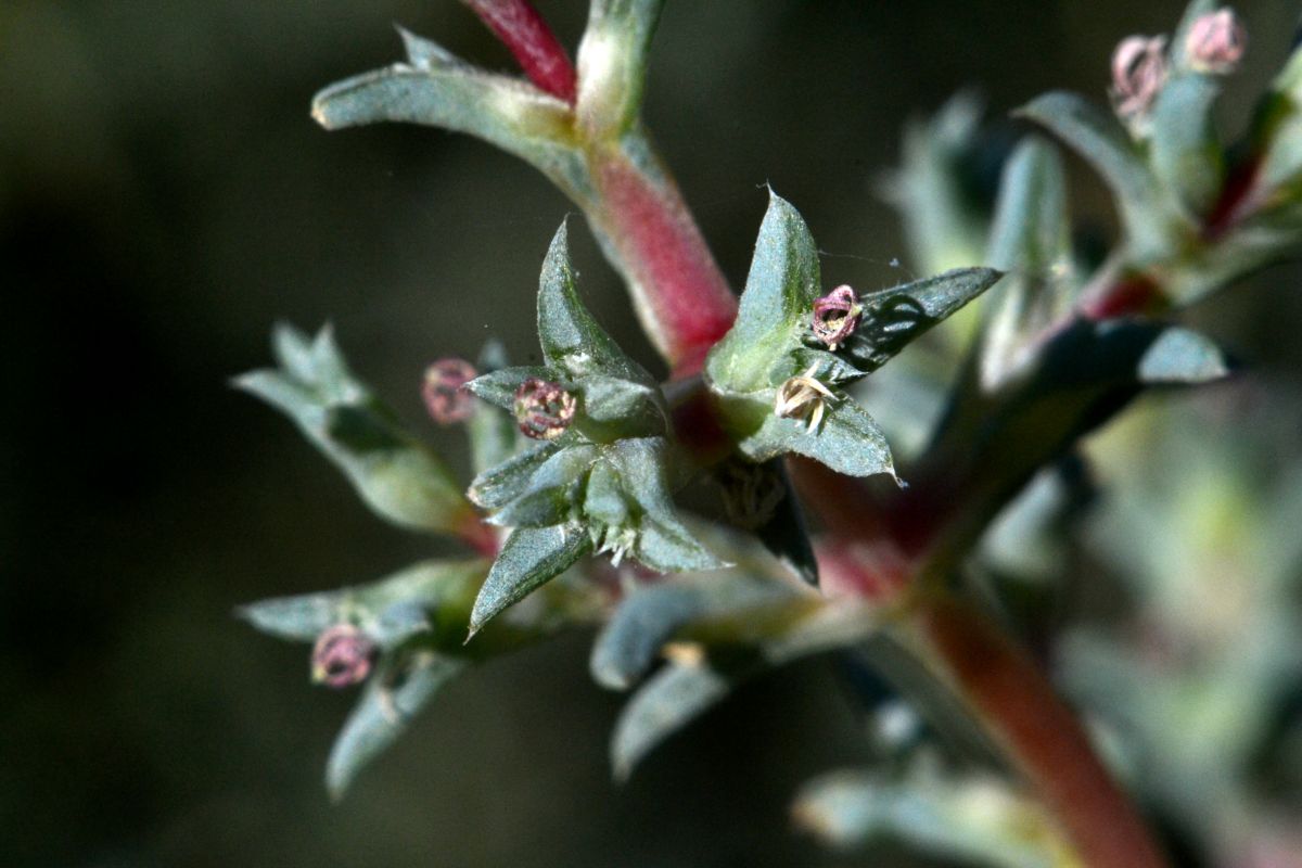 Изображение особи Petrosimonia brachiata.