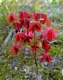 Oxalis stricta