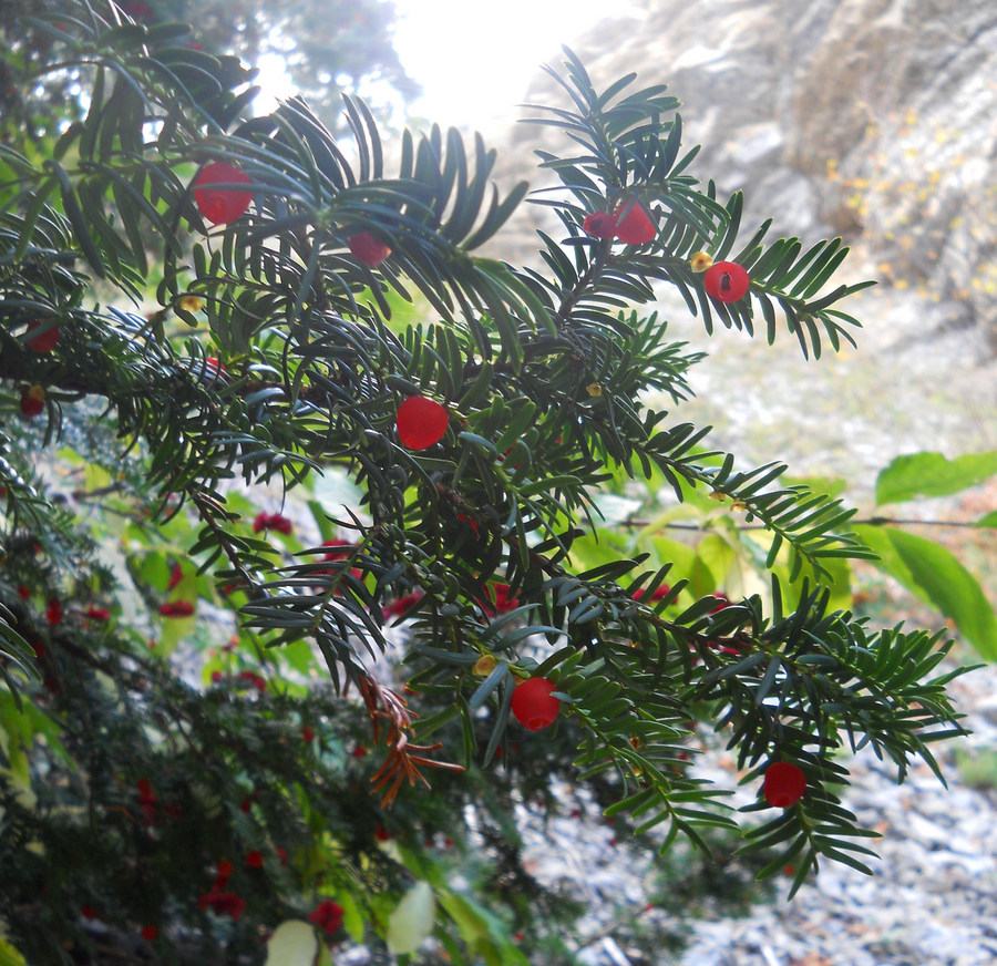 Image of Taxus baccata specimen.